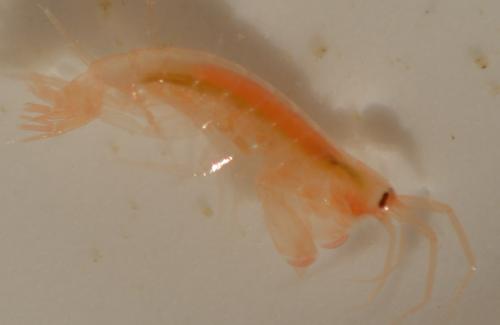 Maera grossimana